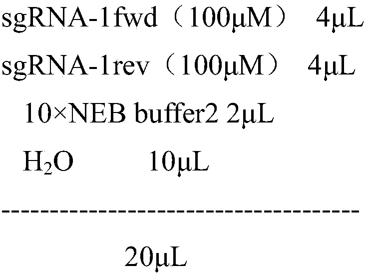 Application of NW_006882077-1 in CHO cell genome to stable expression of protein