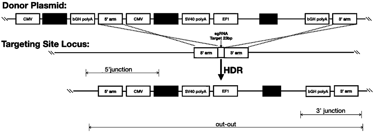 Application of NW_006882077-1 in CHO cell genome to stable expression of protein