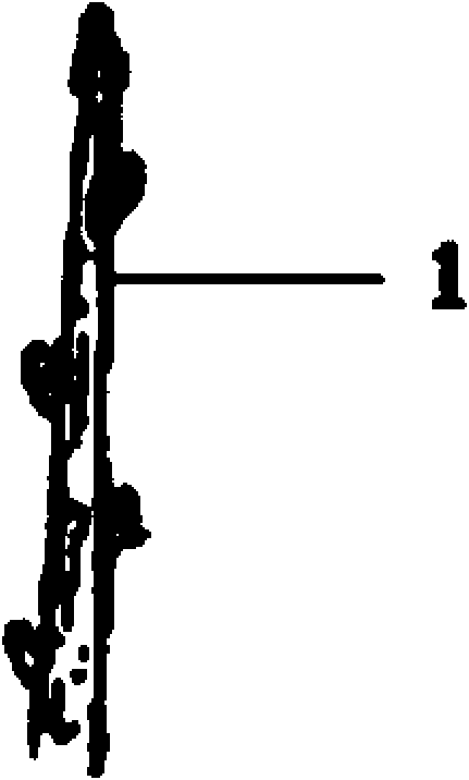 Tree grafting method for scion without interface