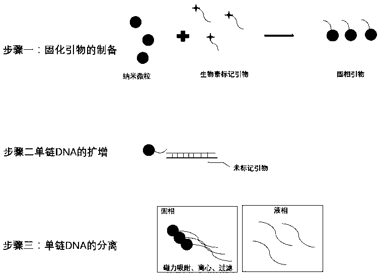 Nanoparticle single chain DNA amplification method based on streptavidin coating