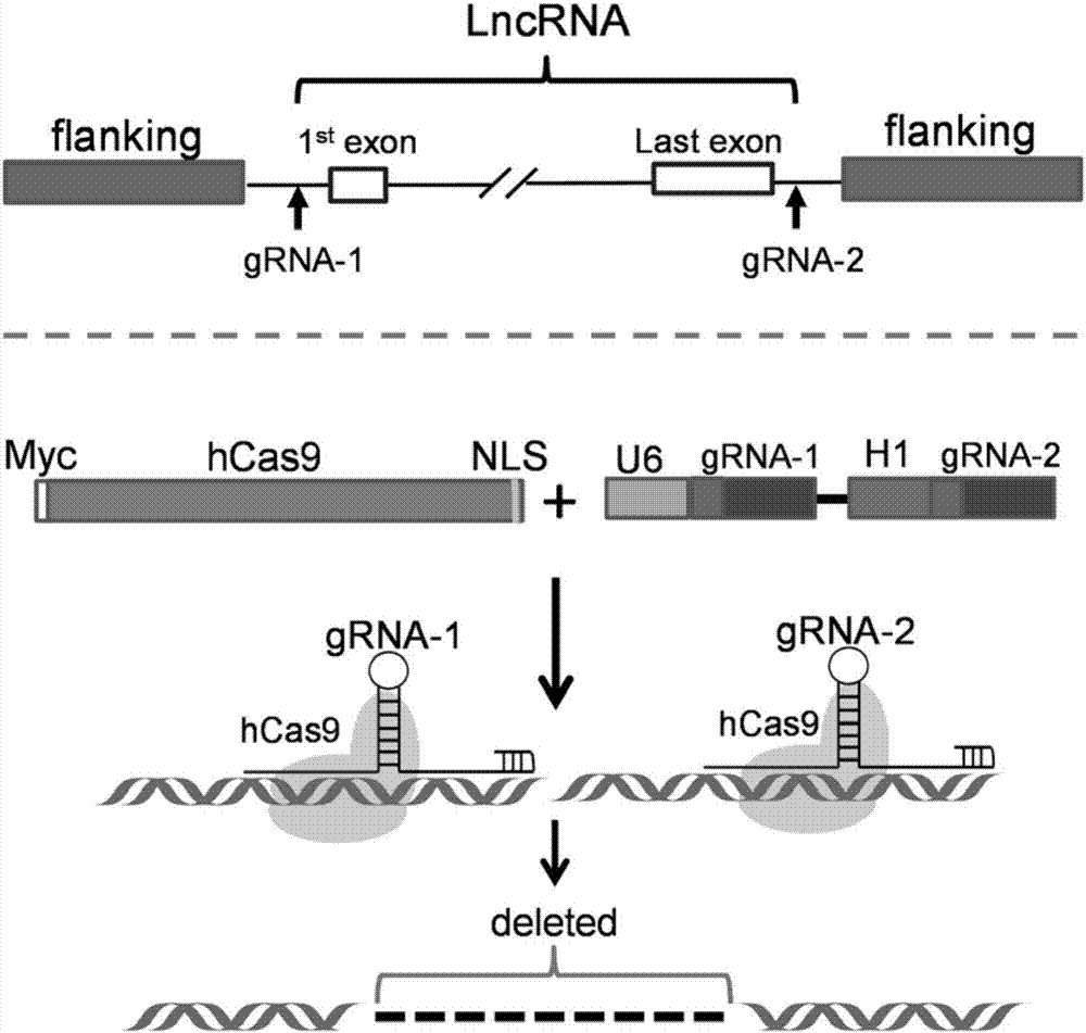 Double gRNA, double gRNA library, and double gRNA vector library, preparation method and applications thereof