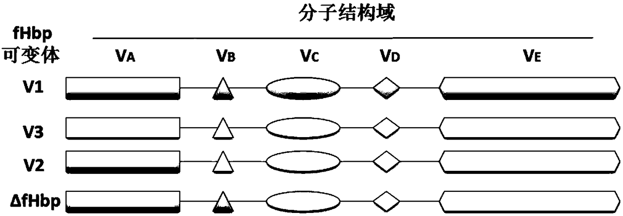 Seasonal flu-RSV-epidemic cerebrospinal meningitis combined vaccine based on recombinant vector protein