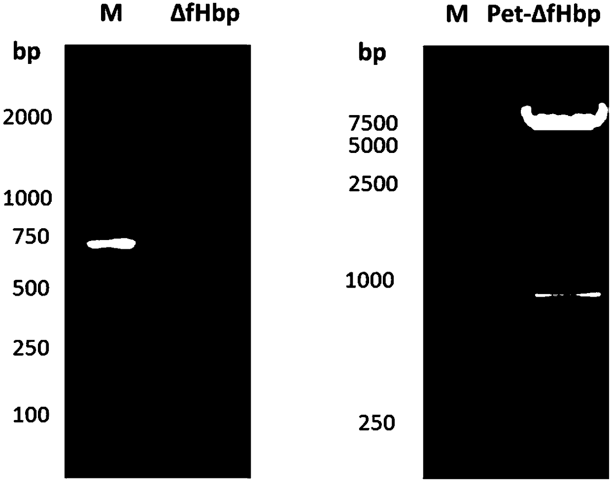 Seasonal flu-RSV-epidemic cerebrospinal meningitis combined vaccine based on recombinant vector protein