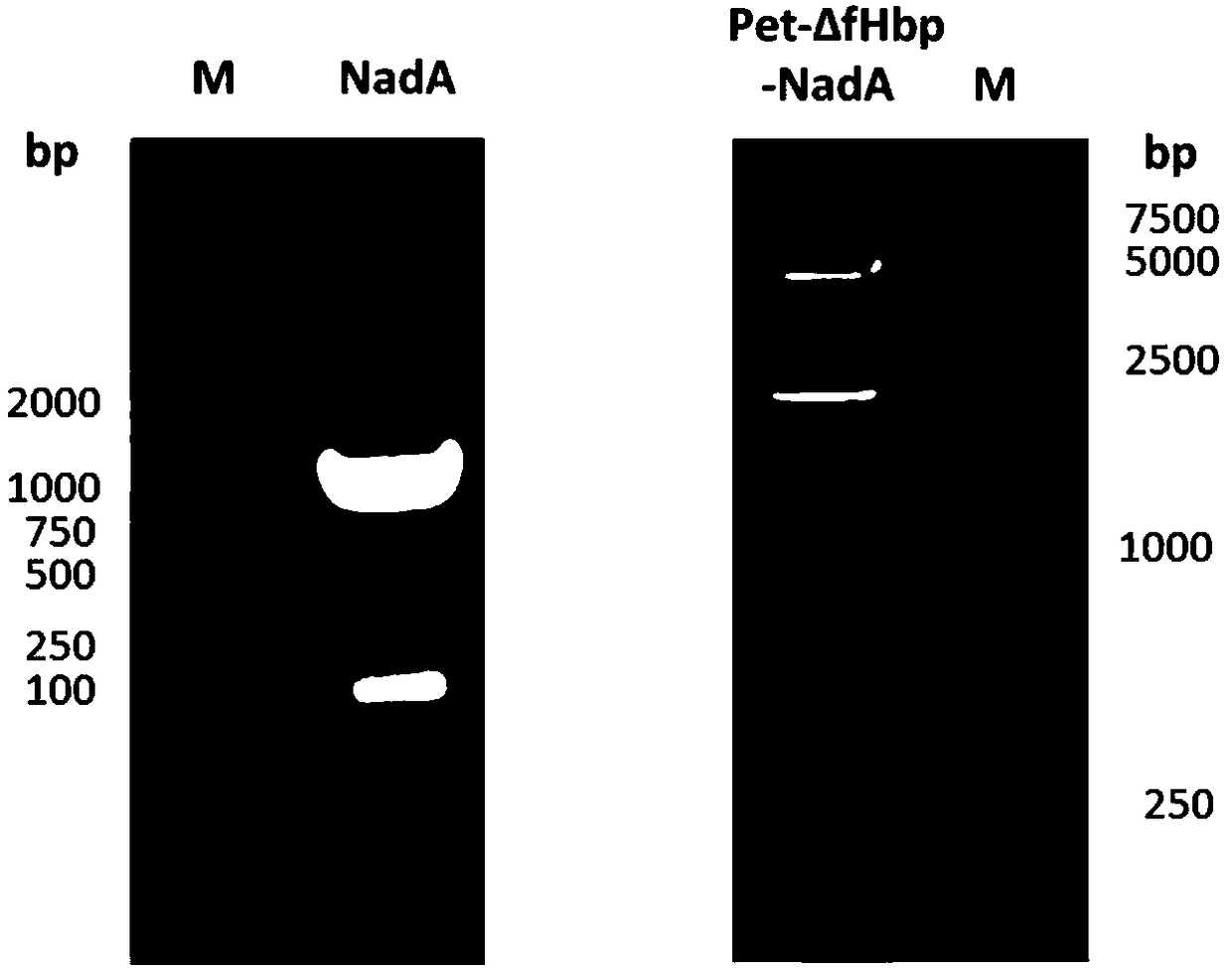 Seasonal flu-RSV-epidemic cerebrospinal meningitis combined vaccine based on recombinant vector protein