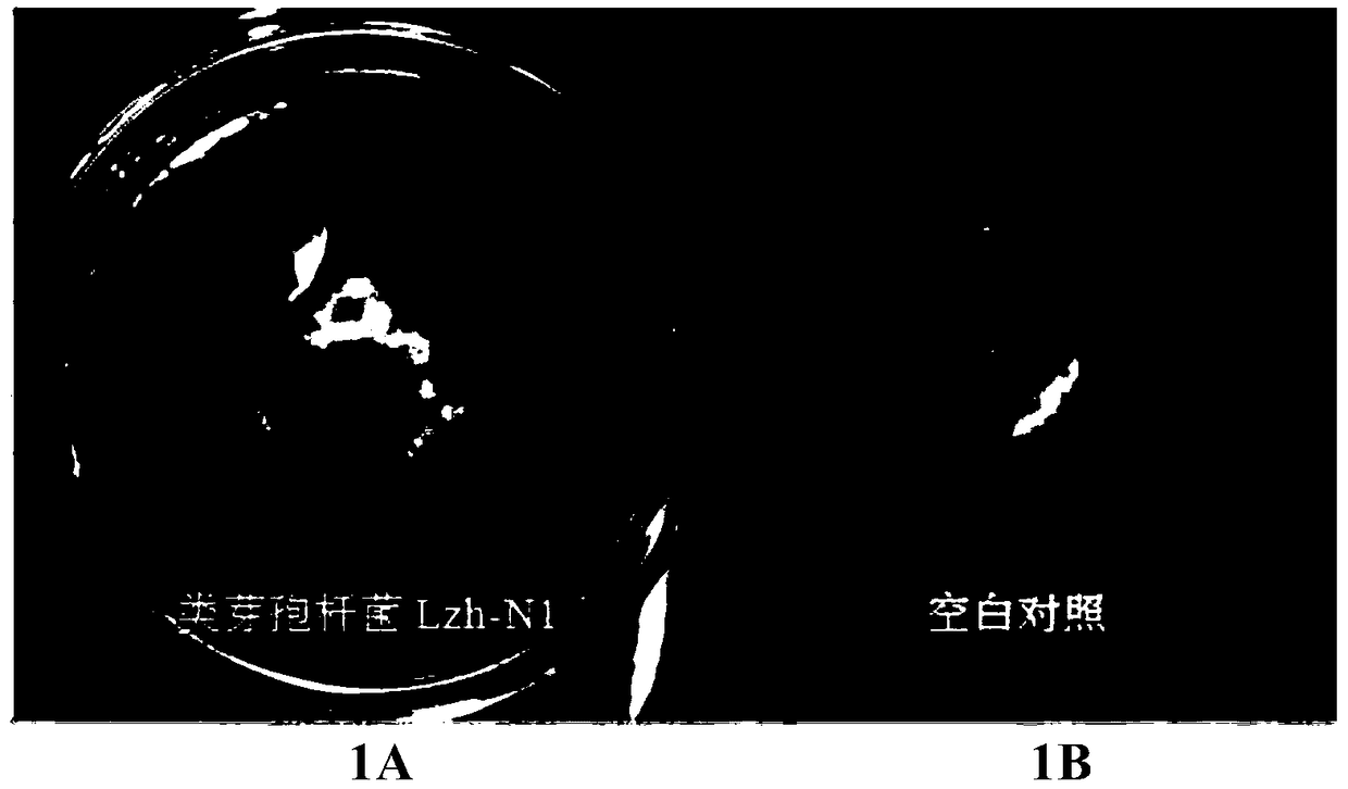 Paenibacillus Lzh-N1 capable of preventing and treating pear brown spots and application of complex microbial agent thereof