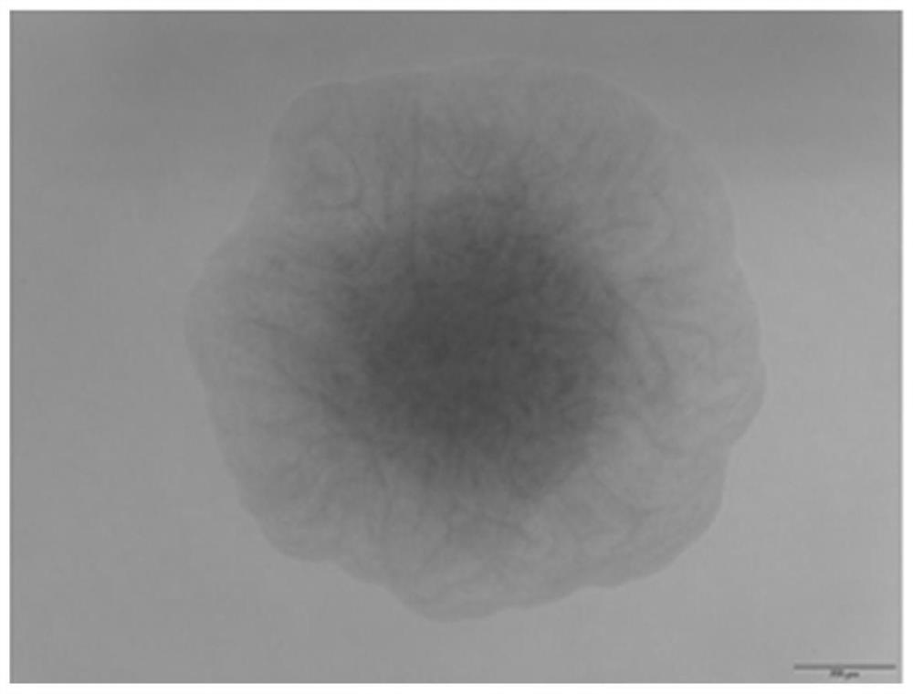 A strain of Bacillus proteolyticus and its application in controlling root-knot nematode