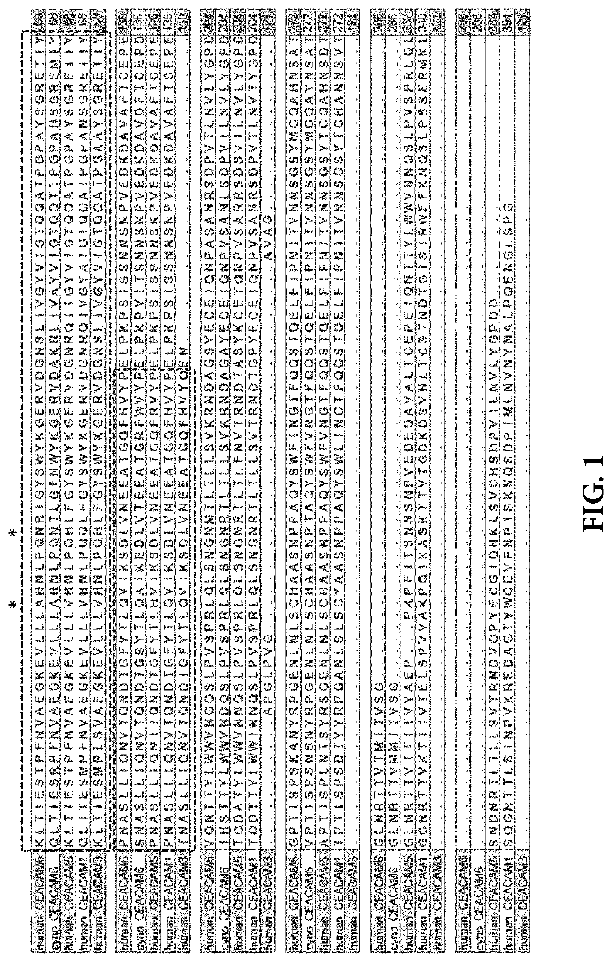 Anti-CEACAM6 antibodies and uses thereof