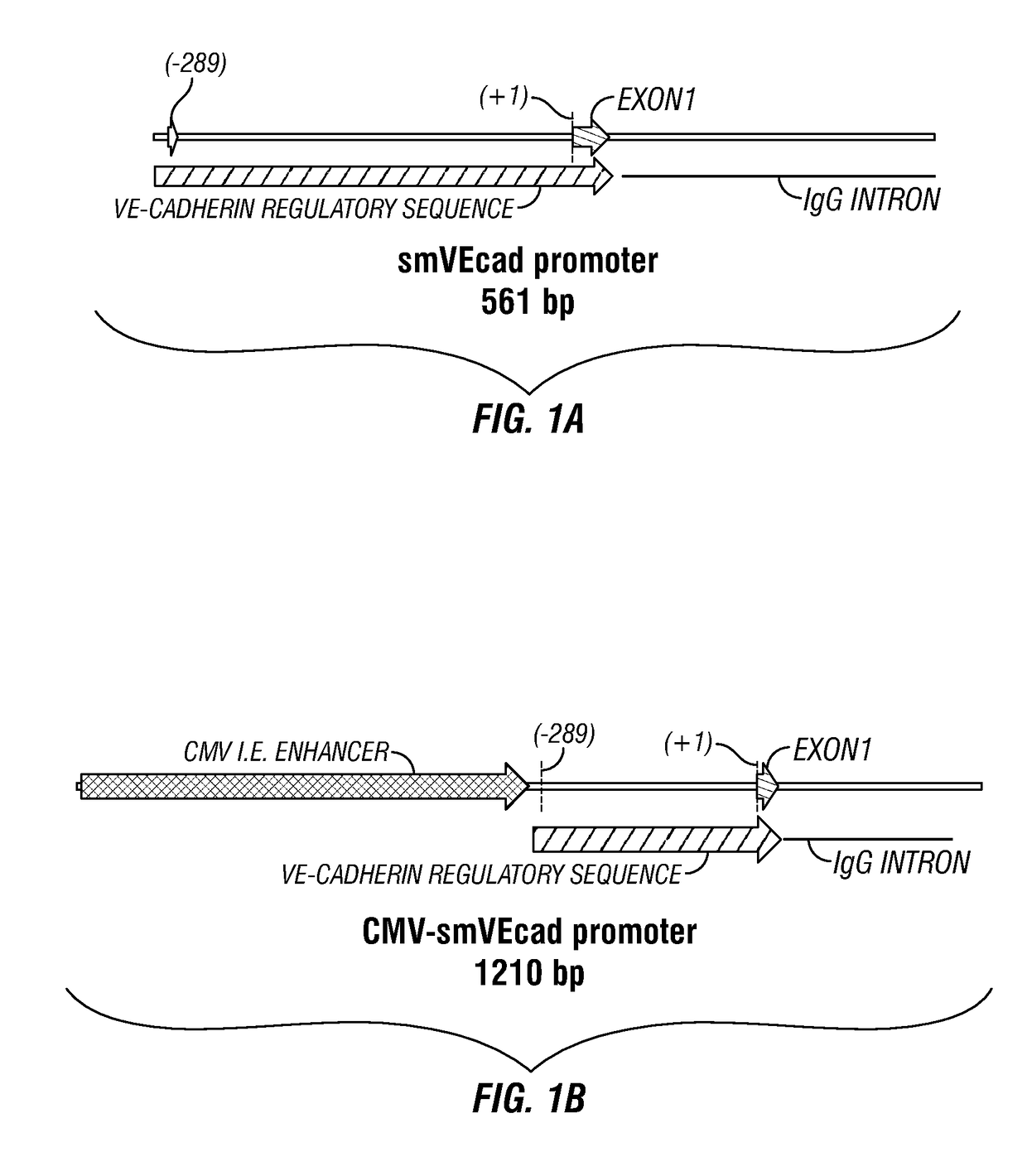 Raav vector compositions, methods for targeting vascular endothelial cells and use in treatment of type i diabetes