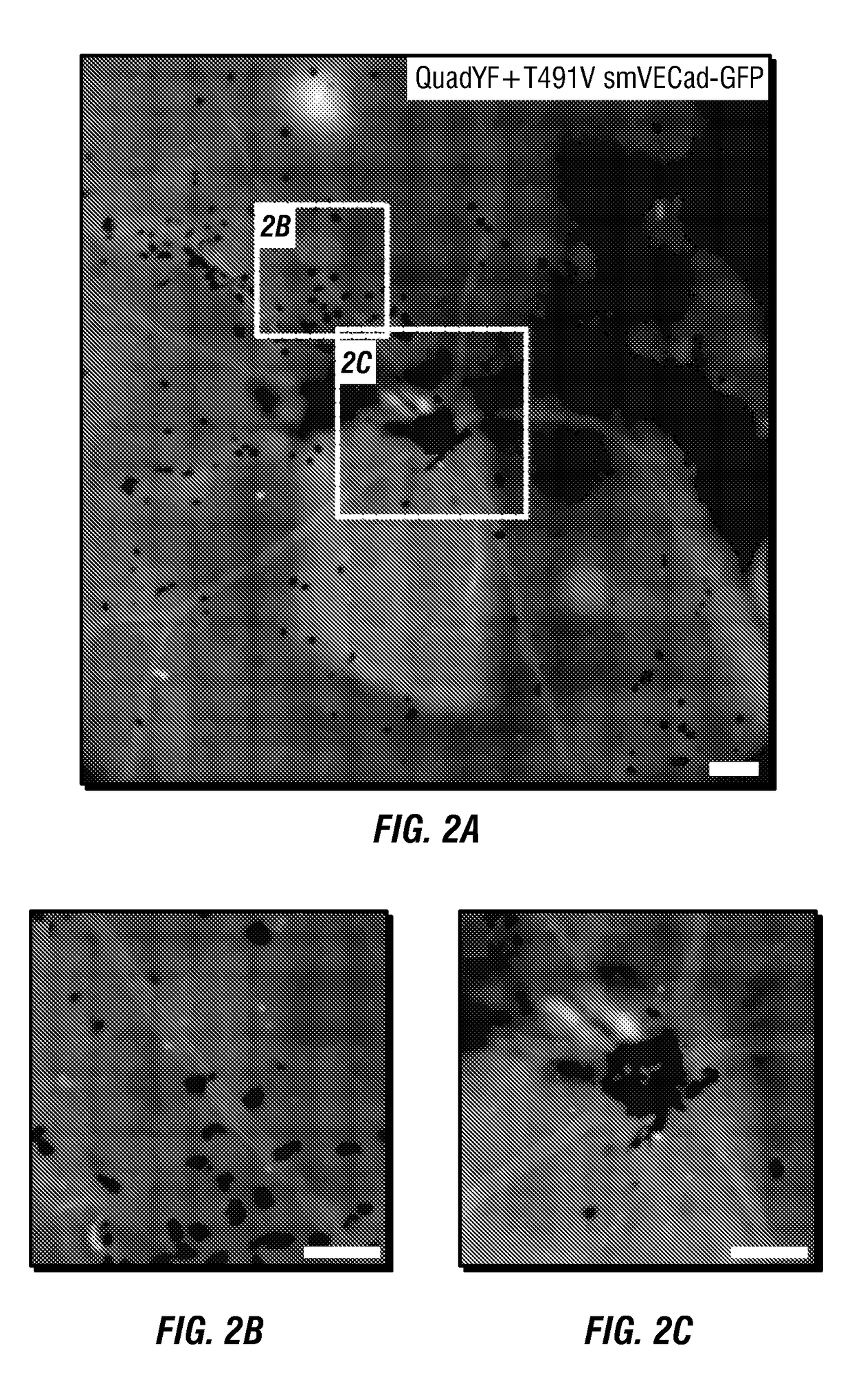 Raav vector compositions, methods for targeting vascular endothelial cells and use in treatment of type i diabetes