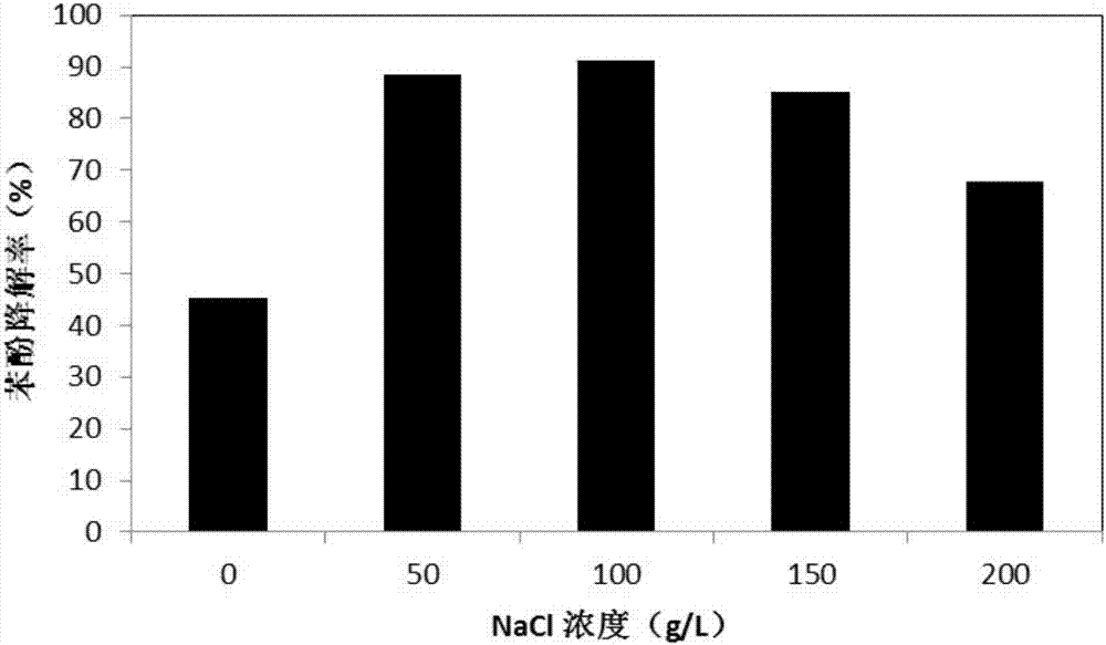 Halomonas taeanensis for degradation of phenol