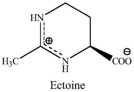 A kind of new Halomonas and method for producing tetrahydropyrimidine