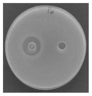 Lactobacillus rhamnosus LR519 capable of alleviating constipation, and composition of lactobacillus rhamnosus LR519