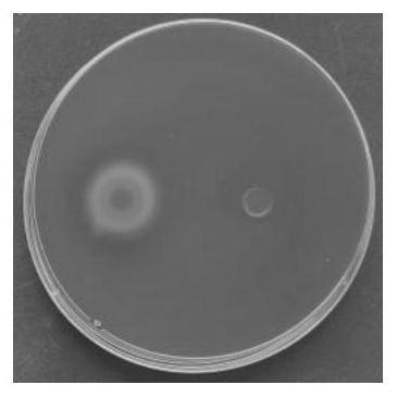 Lactobacillus rhamnosus LR519 capable of alleviating constipation, and composition of lactobacillus rhamnosus LR519