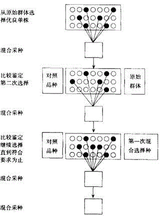 Method of improving Huaxi gray radish new variety breeding