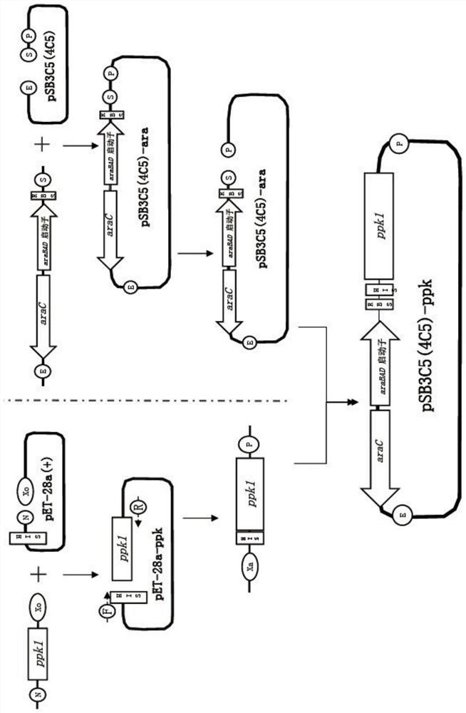 Probiotics for reducing phosphorus and preparation method and application thereof