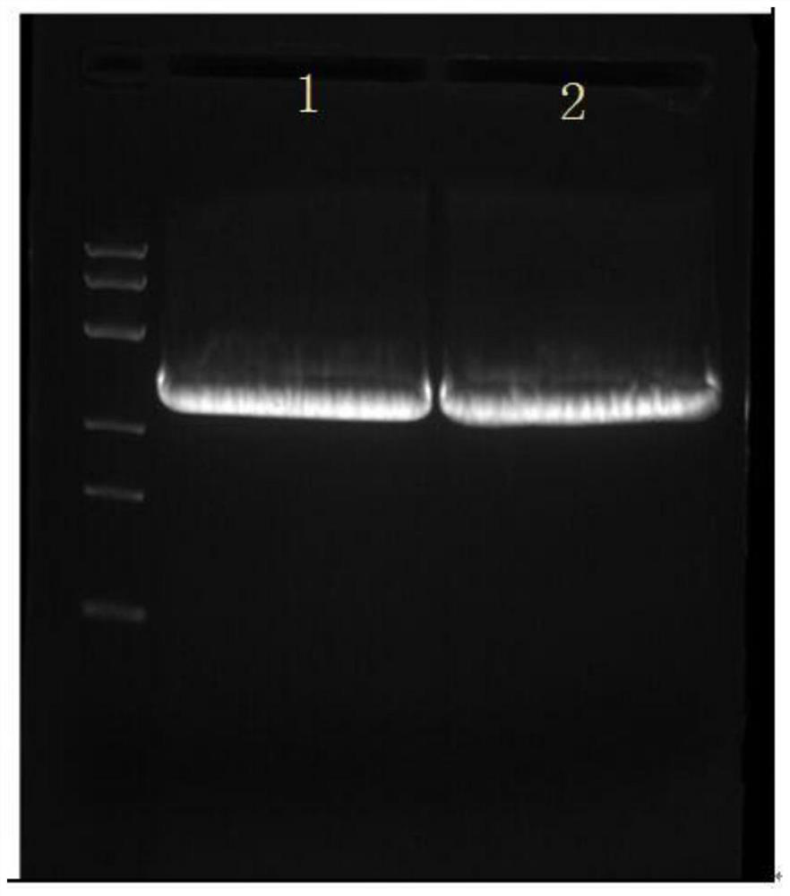 Probiotics for reducing phosphorus and preparation method and application thereof