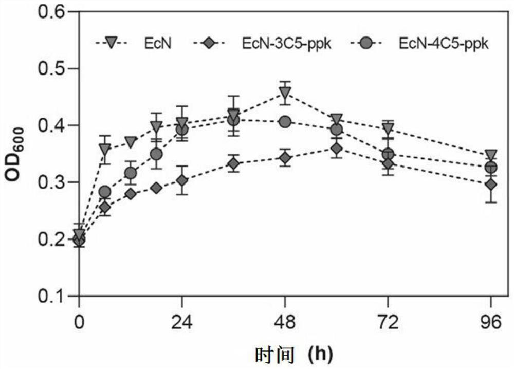 Probiotics for reducing phosphorus and preparation method and application thereof