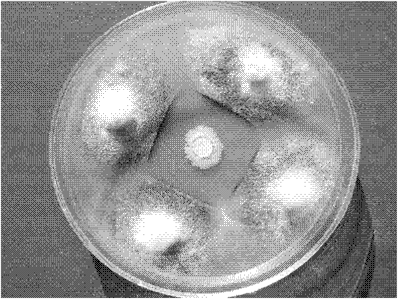 Bacillus subtilis and use thereof in prevention and control of fungus disease