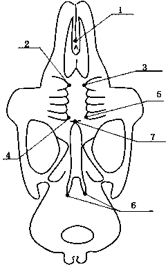 Method for preparing congenital cleft palate animal model