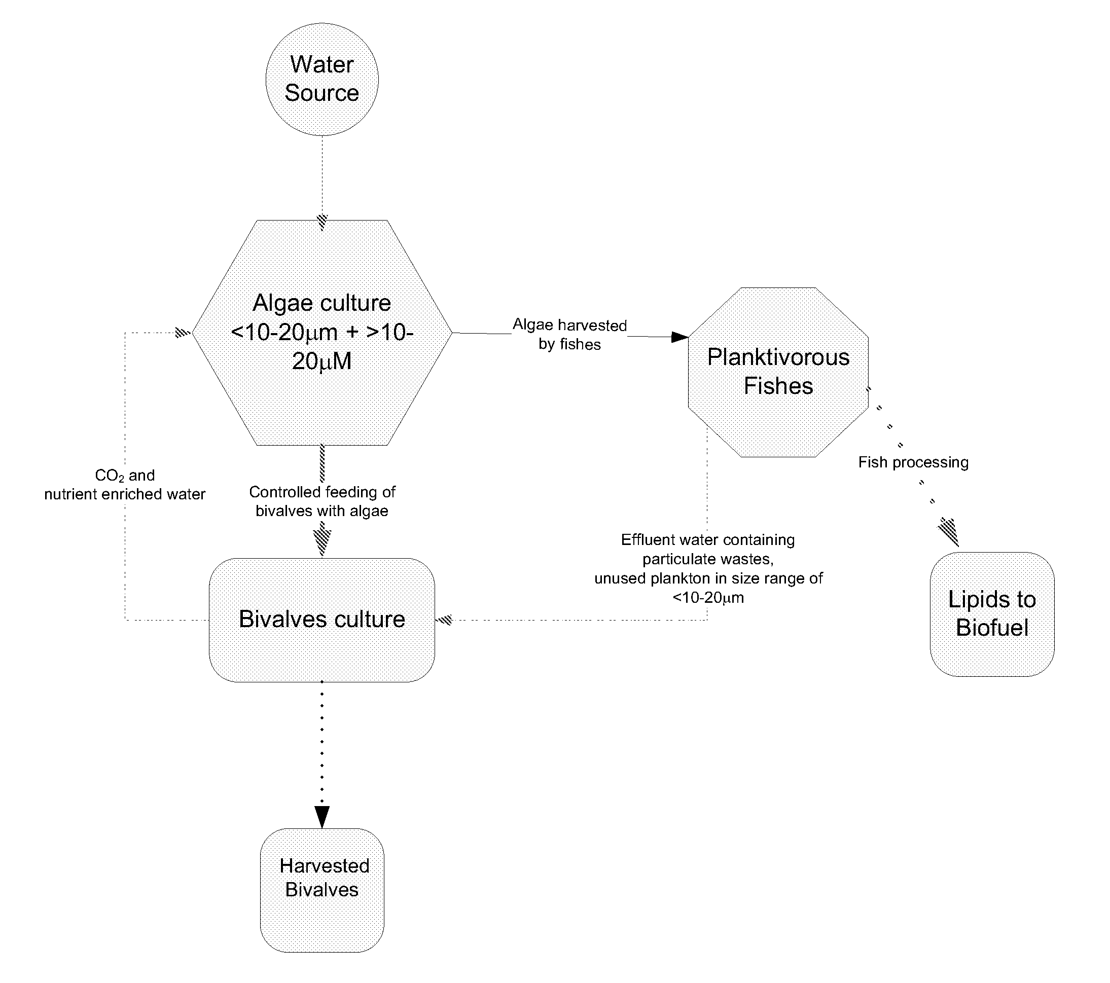 Systems and methods for culturing algae with bivalves