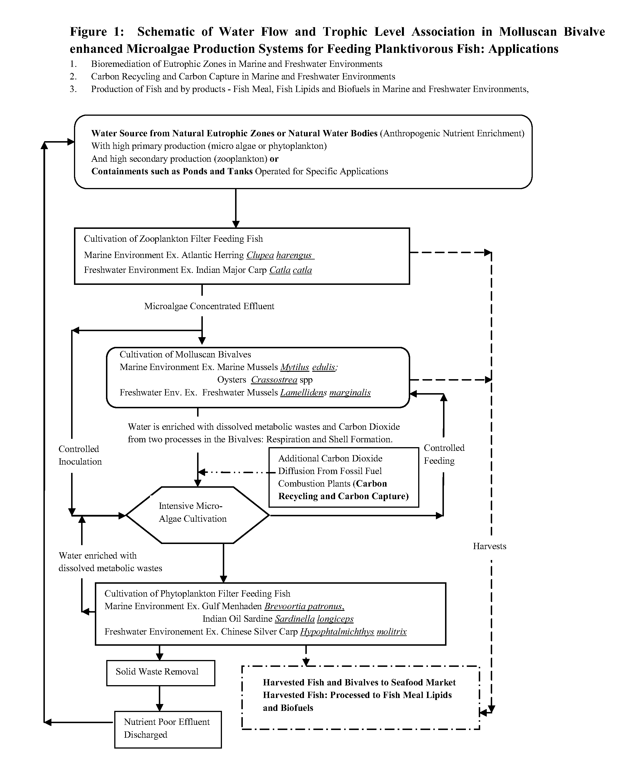 Systems and methods for culturing algae with bivalves