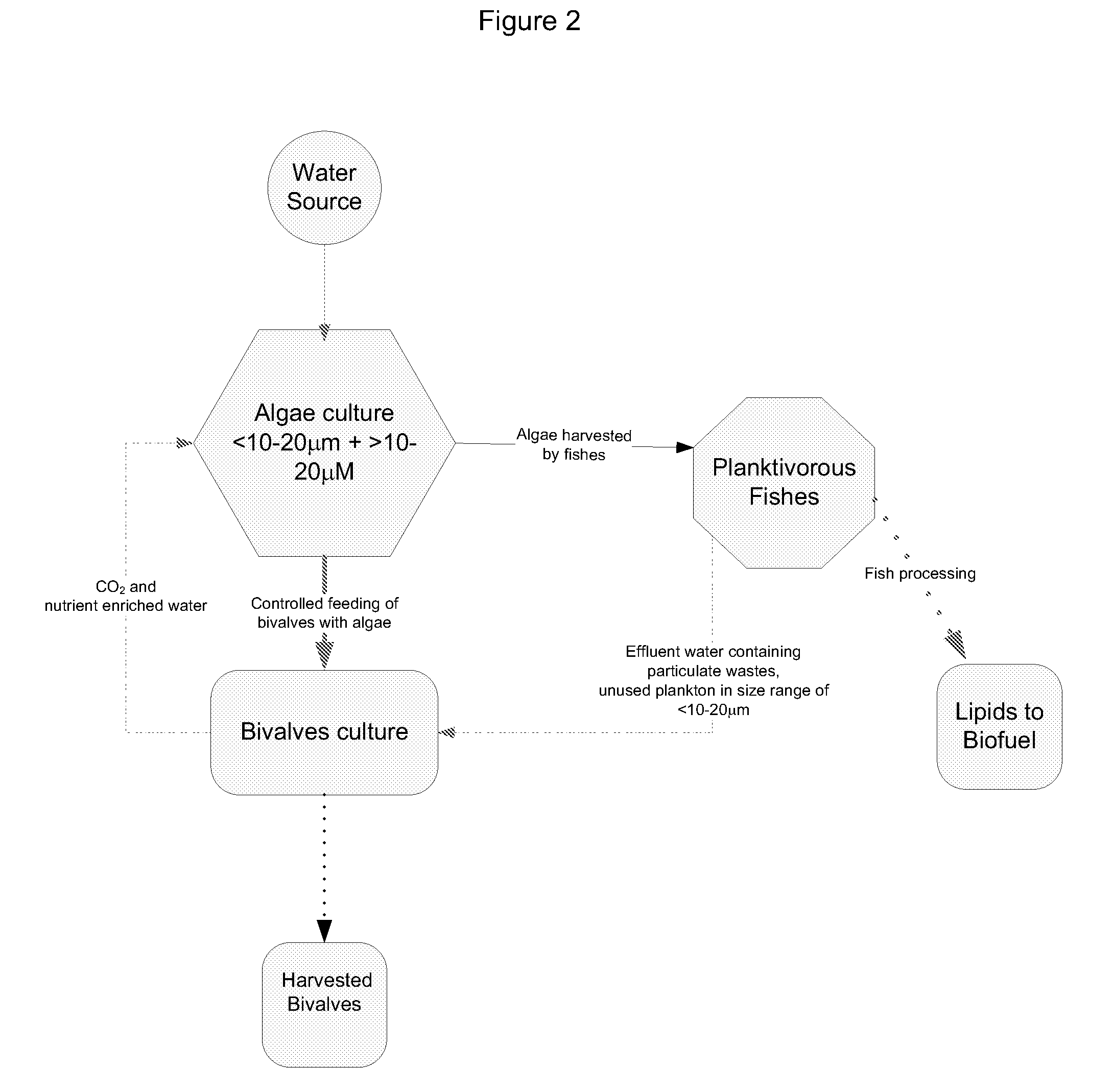 Systems and methods for culturing algae with bivalves