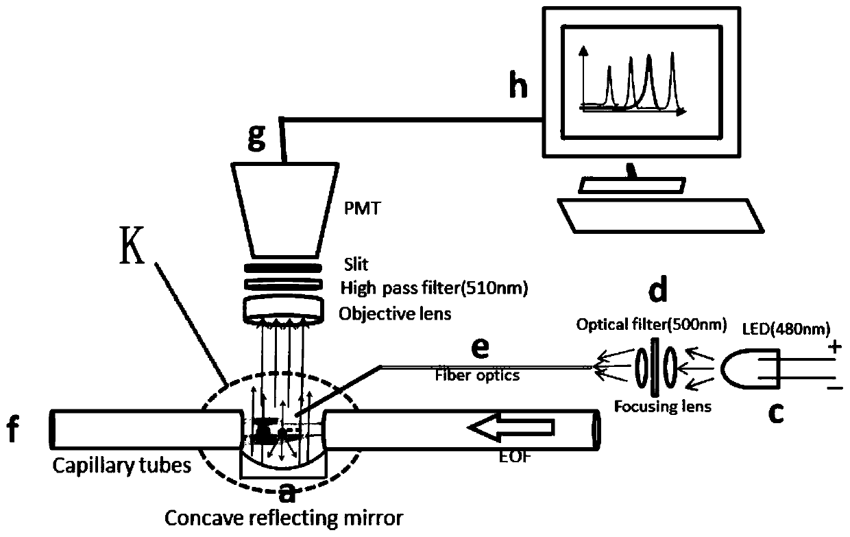 Capillary electrophoresis-enhanced light emitting diode-induced fluorescence detecting system and detecting method thereof