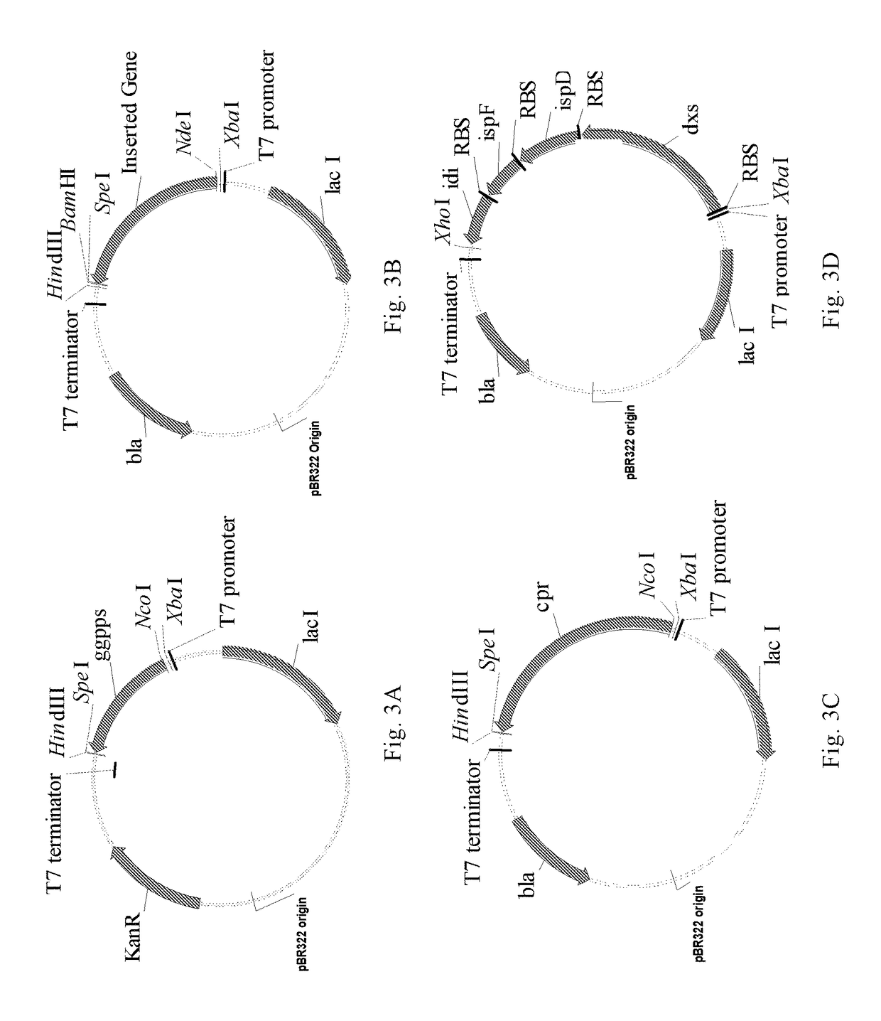 Method for producing stevioside compounds by microorganism