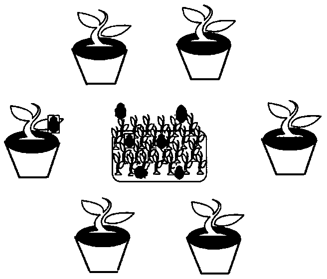 Method for construction and proliferating protection for coccinella septempunctata carrier plant system