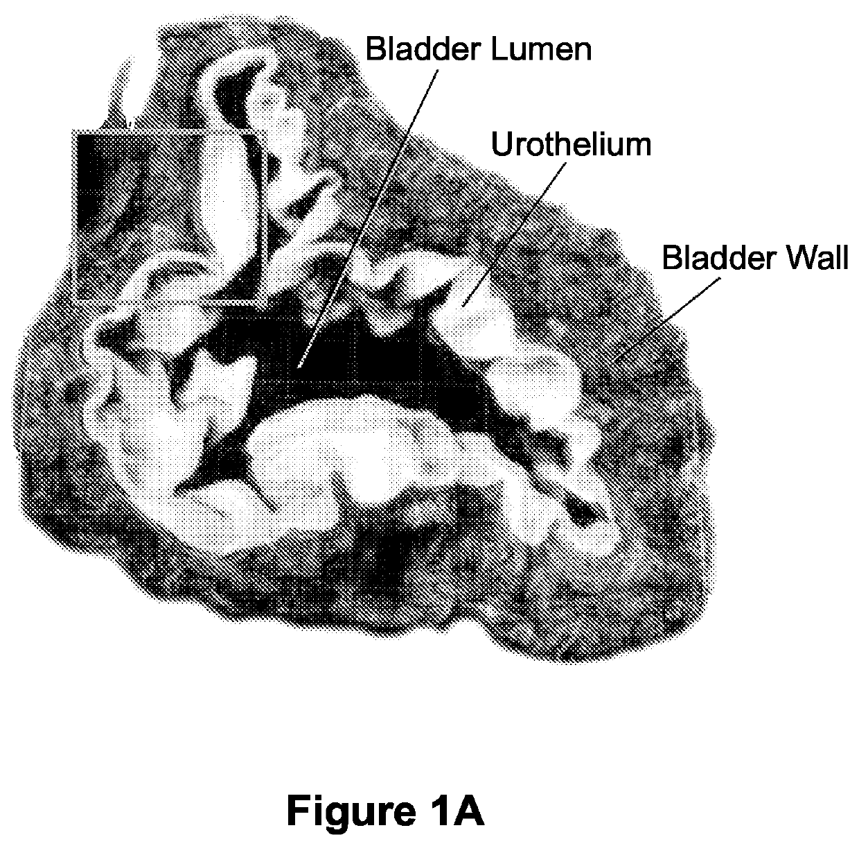 Compositions and methods for clearing a biological sample