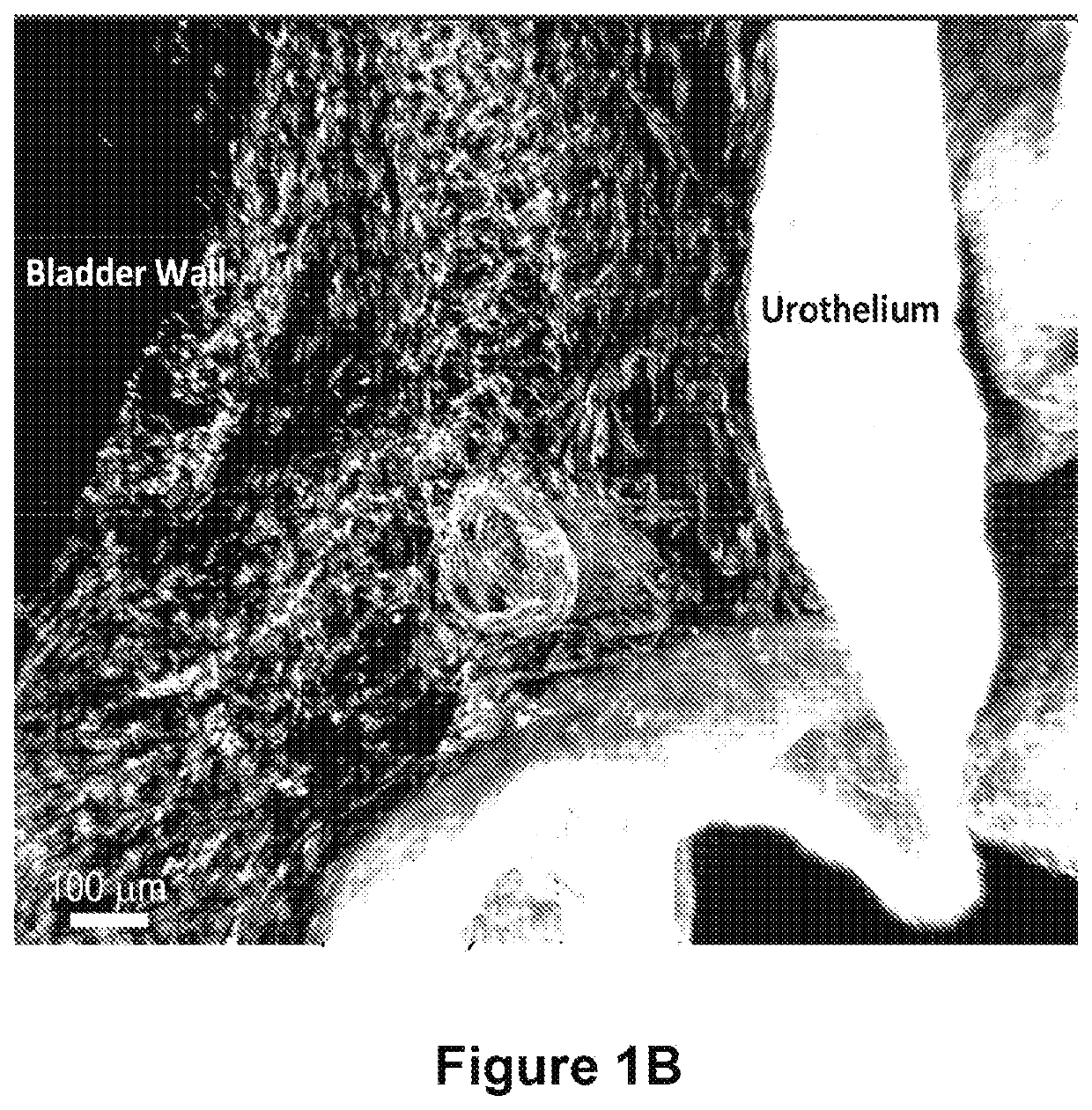 Compositions and methods for clearing a biological sample