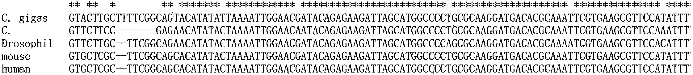 Shellfish sn RNA U6 gene, primer, and applications thereof