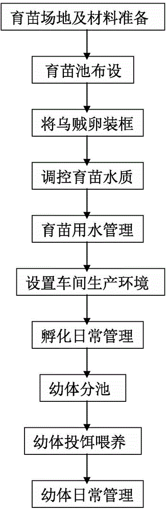 Method for culturing pharaoh cuttlefish fries