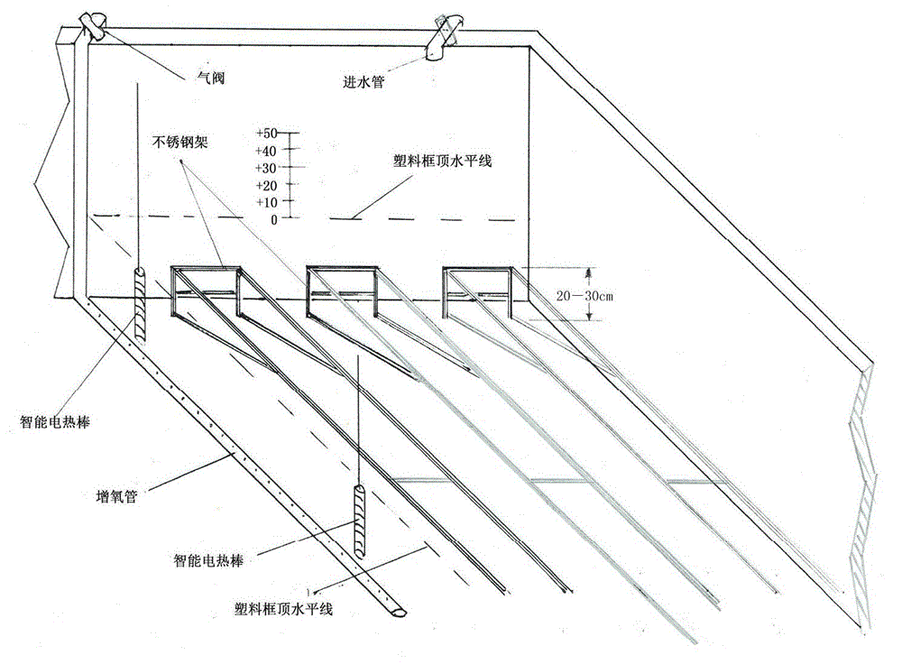 Method for culturing pharaoh cuttlefish fries