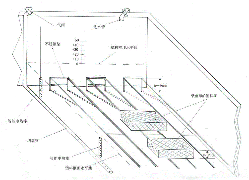 Method for culturing pharaoh cuttlefish fries