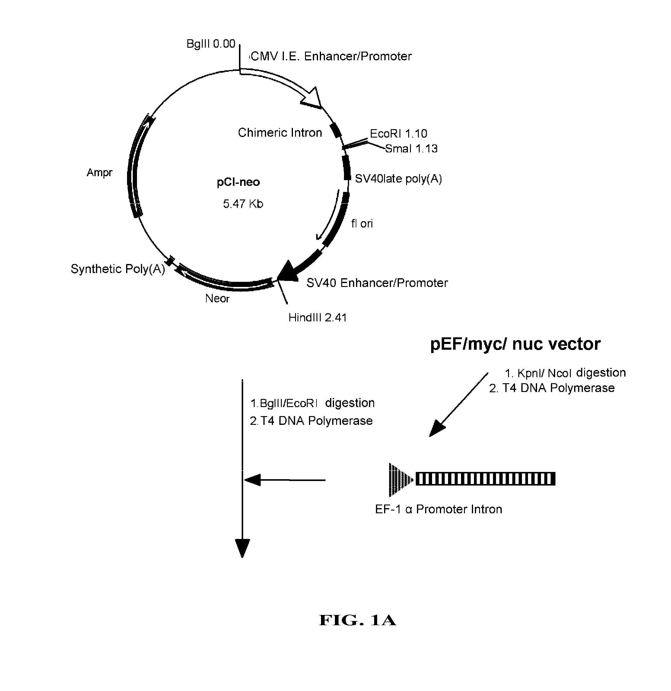 Novel expression vector