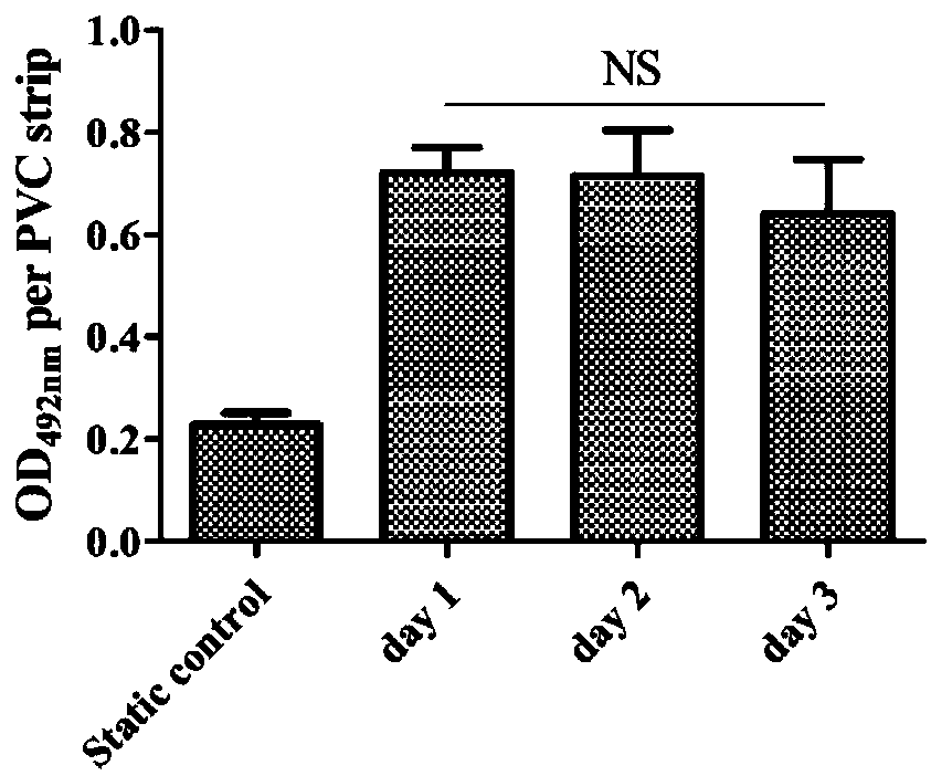 Preparation method of fungal Candida biofilm flow model