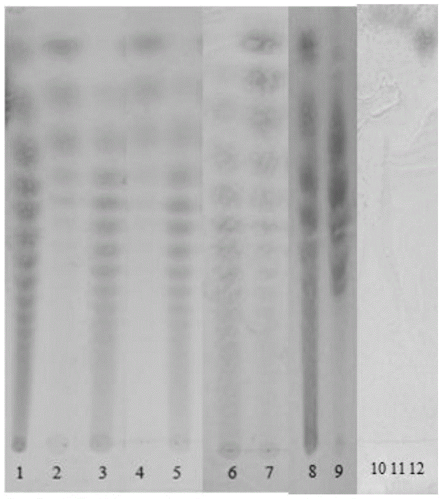 A continuous chromatographic separation and purification system for separating sugar in inulin