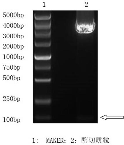 Subunit vaccine based on prokaryotic expression of norovirus antigenic epitope and preparation method of subunit vaccine