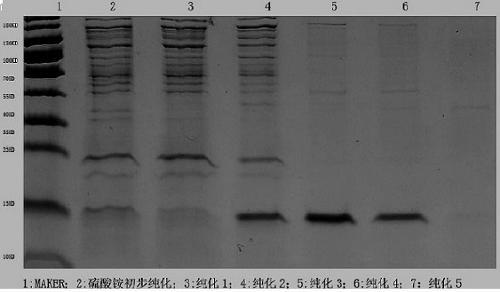 Subunit vaccine based on prokaryotic expression of norovirus antigenic epitope and preparation method of subunit vaccine