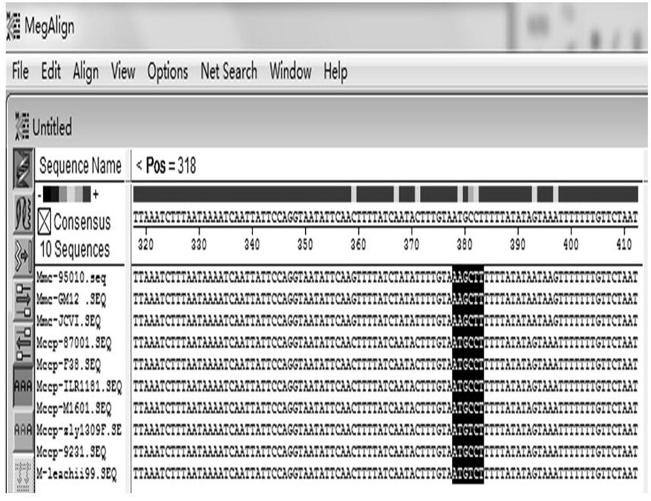 pcr-rflp primers and methods for identifying mycoplasma goat subspecies and other members of the mycoplasma cluster