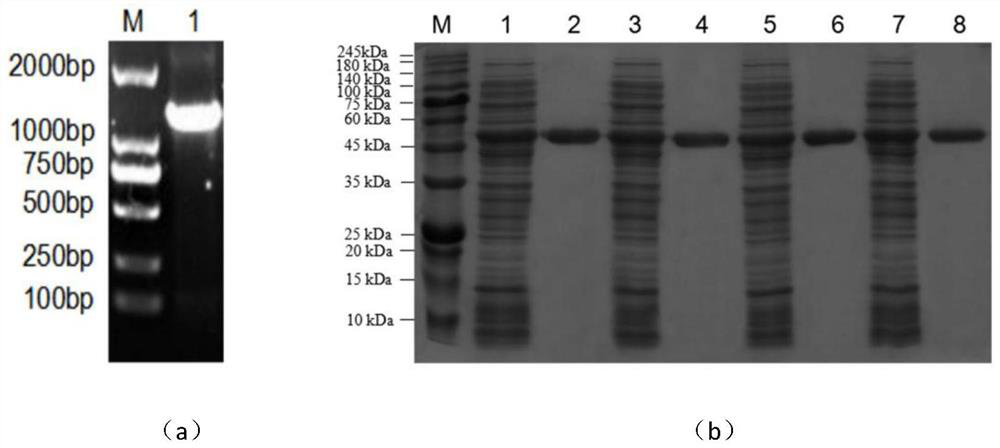 High enzyme activity aspartokinase mutant, engineering bacteria and preparation method of the mutant