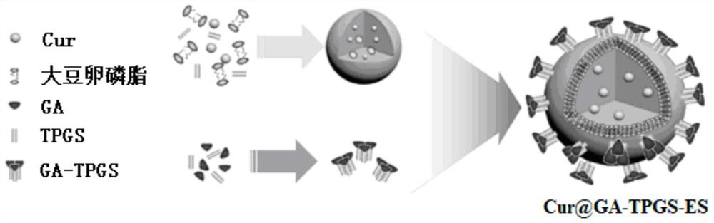 Glycyrrhetinic acid-modified multifunctional ethosome loaded with curcumin and its preparation method and application