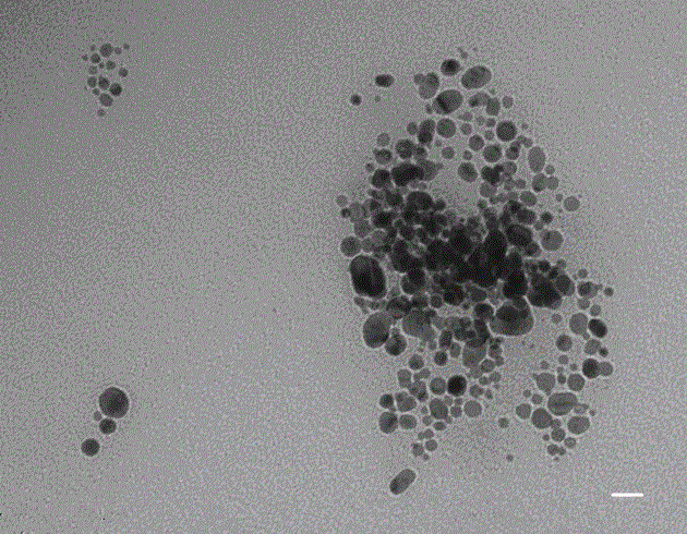 A kind of method that uses short amylose as template to prepare water-soluble nano-silver