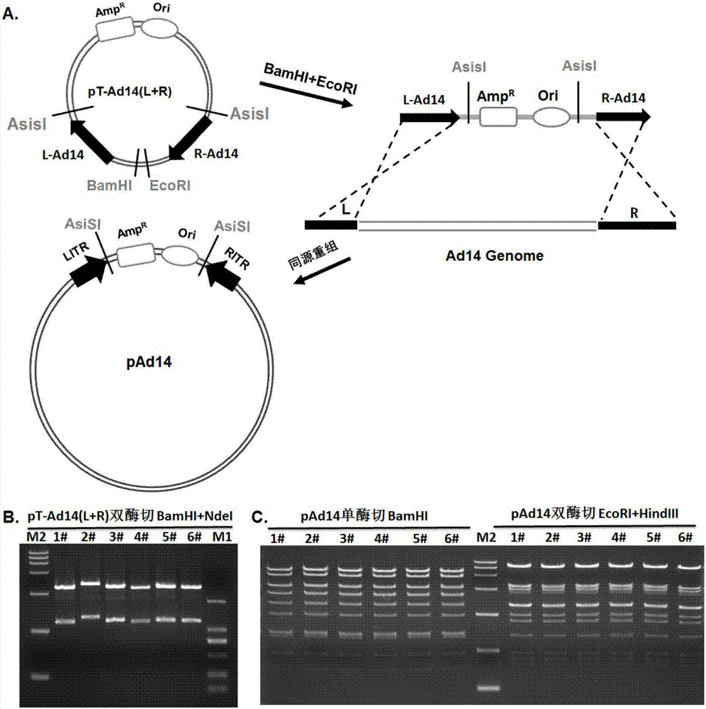 Replication-defective human 14-type adenovirus vector, and preparation method and applications thereof