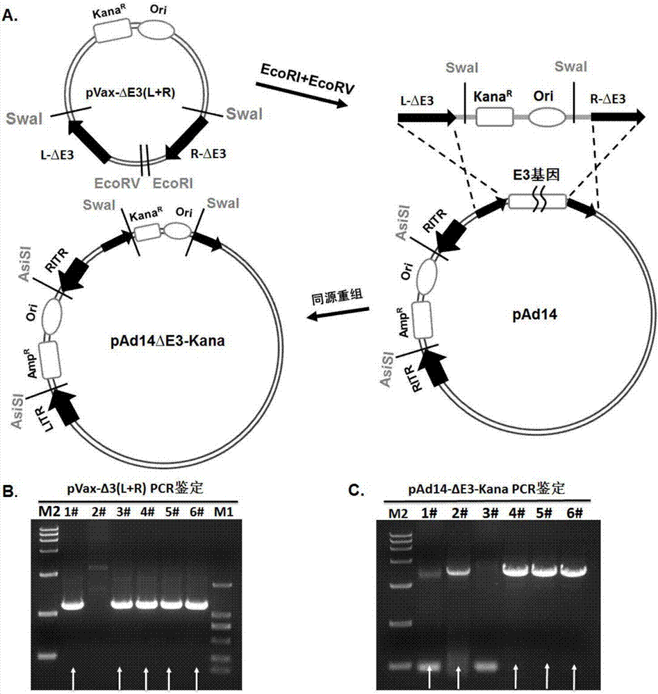 Replication-defective human 14-type adenovirus vector, and preparation method and applications thereof