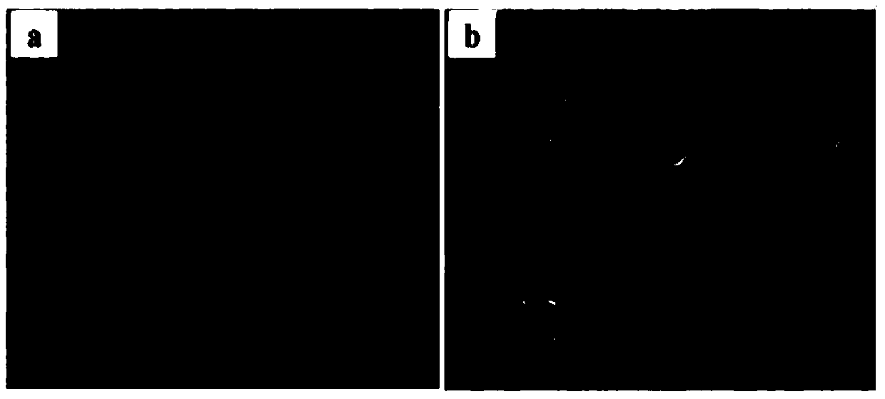 Polypropylene foam material with bimodal distribution and preparation method thereof