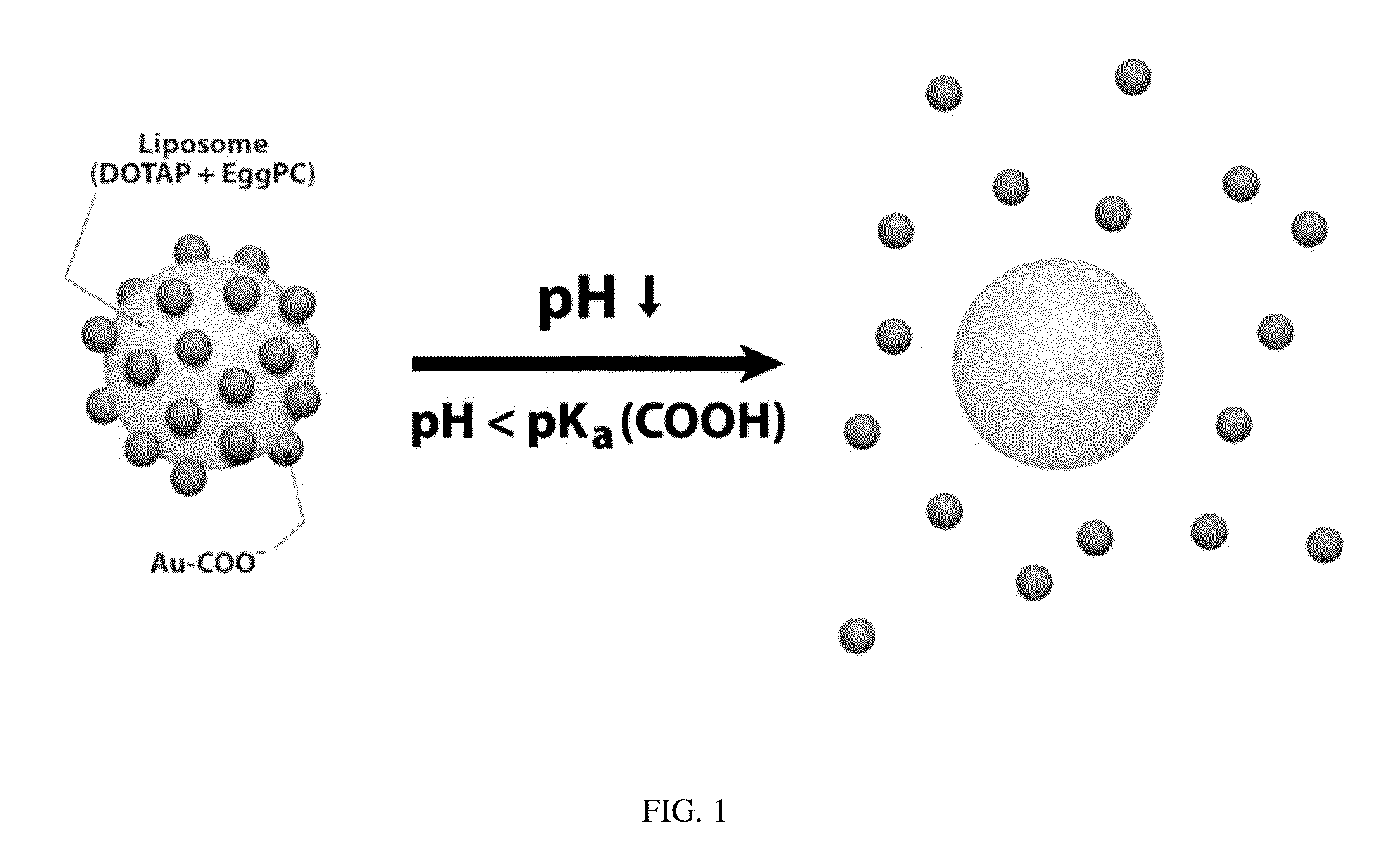 Triggered Cargo Release from Nanoparticle Stabilized Liposomes