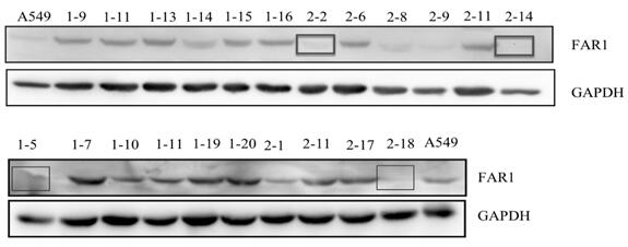 New application of FAR1 gene