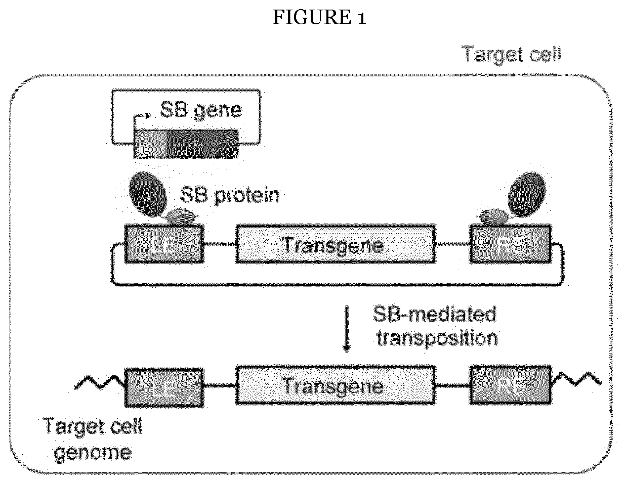 Cell penetrating transposase